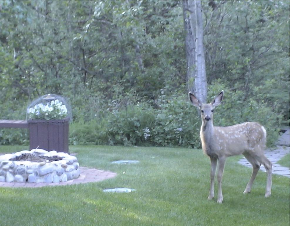 Redwood Meadows Bed And Breakfast Bragg Creek Exterior foto